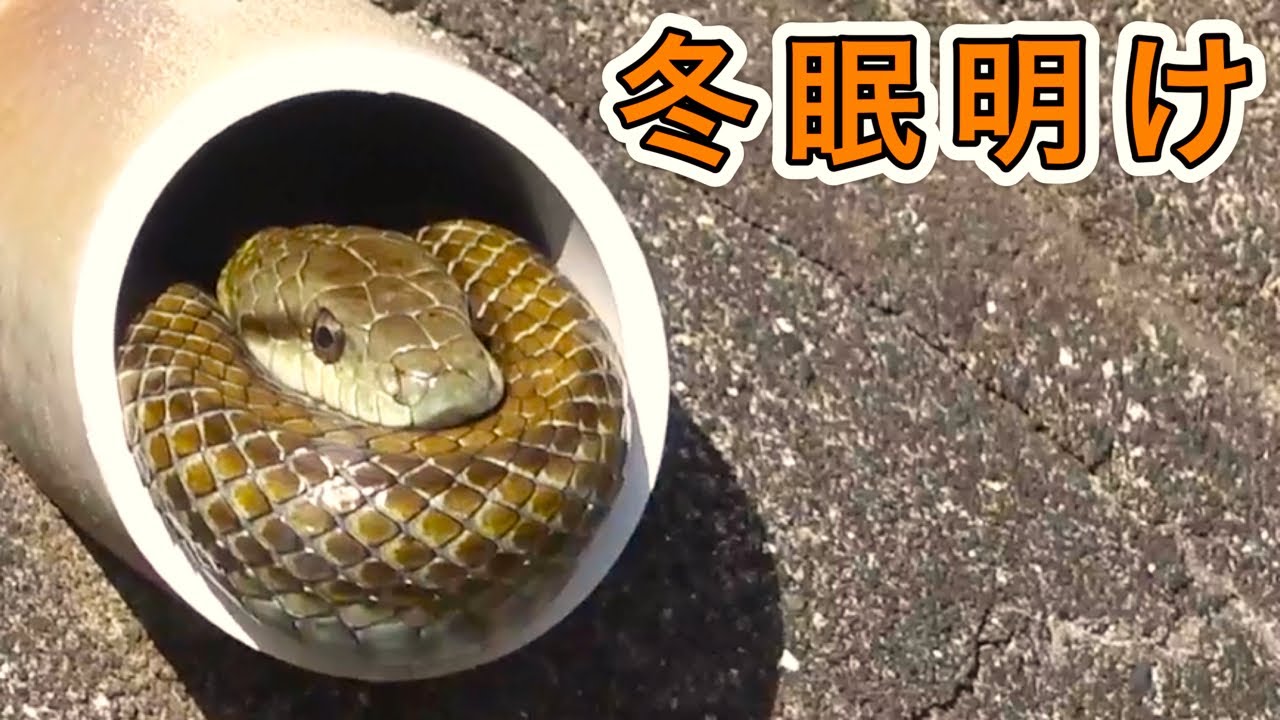 冬眠から覚めたヘビやトカゲを探す