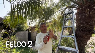 How to Do the Right Pruning of a Pygmy Palm - VLP