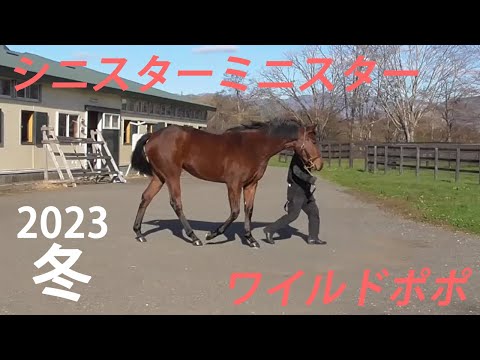 バカラ　走る馬 バカラ (Baccarat) | 競走馬データ - netkeiba