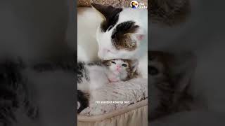 'Aggressive' Cat Meets A Tiny Kitten And   😍