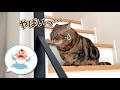 赤ちゃんが泣かないかヒヤヒヤしながら見守る猫たちが可愛すぎる!