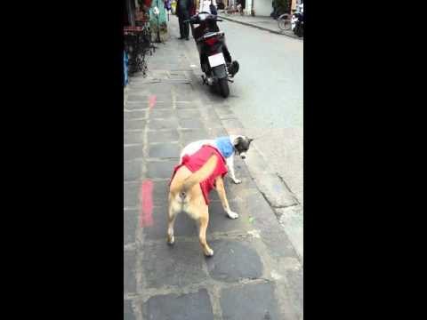 Video: Hunde Reddet Fra Middagsborde I Vietnam