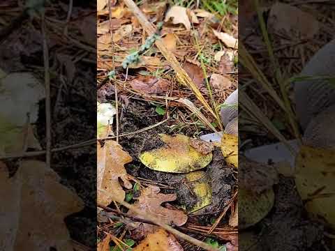 Video: Blueleg är en matsvamp. Beskrivning, foton av blåben