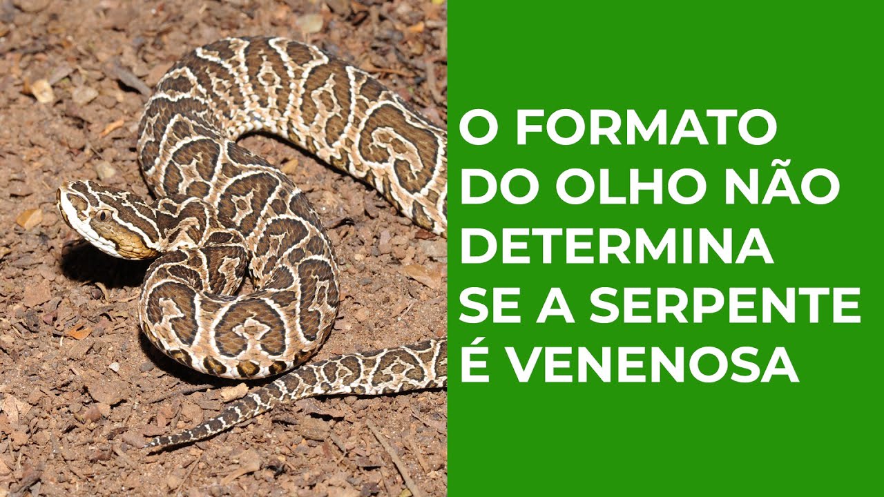 Cobra cega? Entenda por que os olhos das serpentes ficam azuis, Terra da  Gente