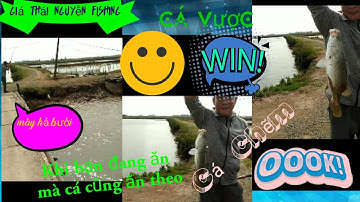 Câu Cá vược (Chẽm)hoang dã bằng mồi tôm sống! Khi cá cũng đến giờ đói giống người !