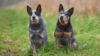 Grooming Australian Cattle Dogs  Does Your Dog's Coat Look Amazing?