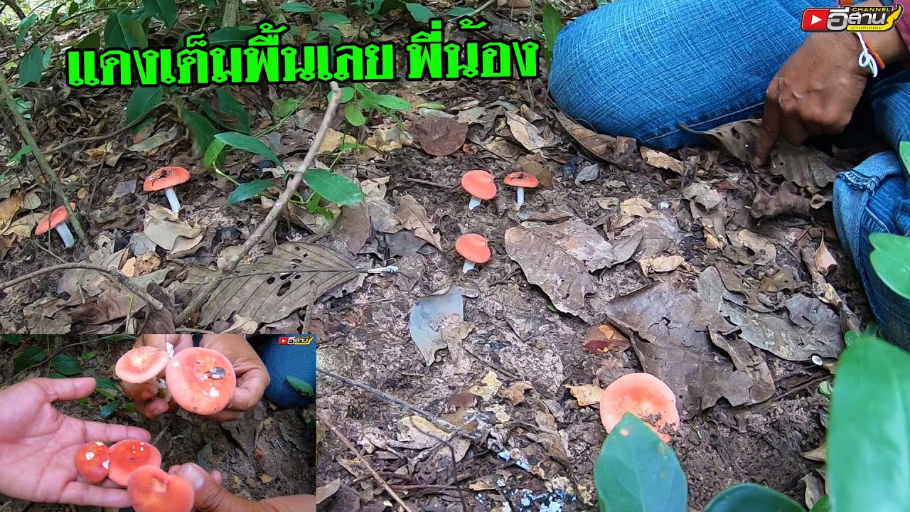 อยู่กันเป็นหมู่เยอะมากๆ!!! เก็บเห็ดหน้าแหล่ เห็ดก่อแดง เห็ดขาหมัด เห็ดผึ้ง เก็บเห็ดสัมมะปิ