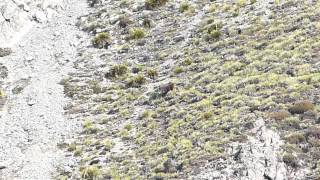 Bull tahr by JAWZOZ 567 views 11 years ago 5 minutes, 33 seconds