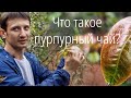 Что такое пурпурный чай? Подвиды, условия произрастания, полезные свойства. Podarkivostoka