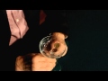 Video: Scotch and Soda Pro Quality + dvd