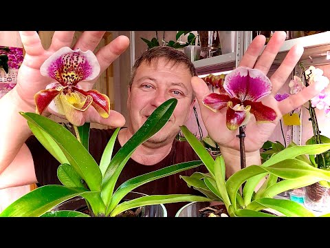 Видео: Что такое орхидея пафиопедилум - Как вырастить орхидею пафиопедилум