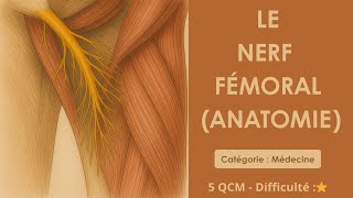 Le Nerf fémoral (anatomie)