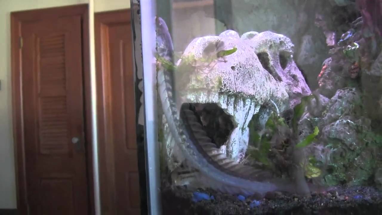 dragon goby care youtube
