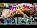【幻のトカゲ】ミミナシオオトカゲが店にやってきました!!【イヤレスモニター】