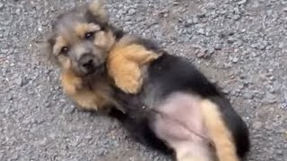 Cute Yorkshire Terriers Puppy Roll over playing by Super Puppy 520 views 8 years ago 1 minute, 58 seconds