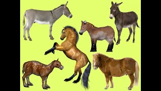Learn names Horses and Prehistoric Horses in English | Learn Sounds of Equids for Kids