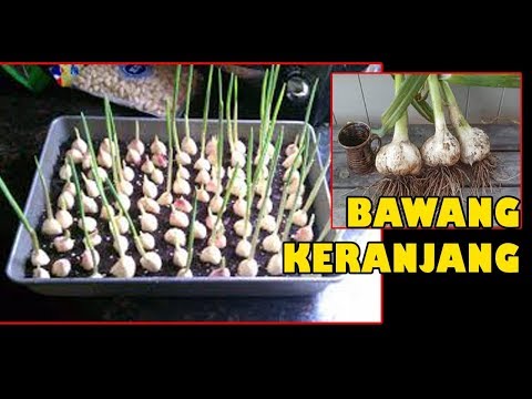 Video: Busur putih. Khasiat bawang putih Penanaman dan penjagaan