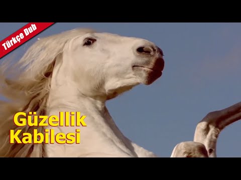 kraliçeyi kurtarmak için at sırtında geldi | Güzellik Kabilesi l Moxi Movie Türkçe