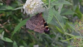 Buddleja and Butterflies
