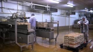 Глубокая переработка яиц на ОАО Волжанин