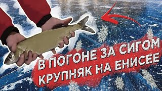 В ПОГОНЕ ЗА СИГОМ! Крупняк на Енисее.