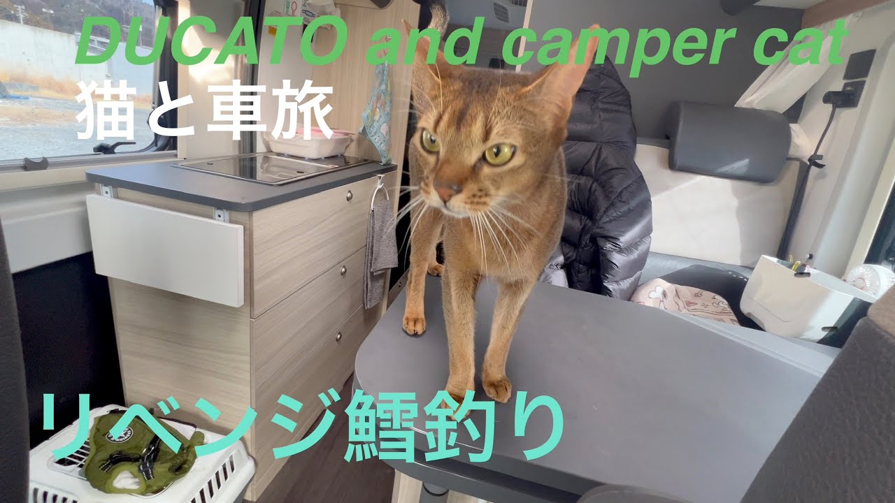【キャンピングカーで猫と旅】リベンジ鱈釣り牡鹿後編