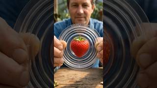 🍓 Strawberry Shape Mold Magic🍓 Growing Perfect Circle Strawberri#shorts #viralvideo