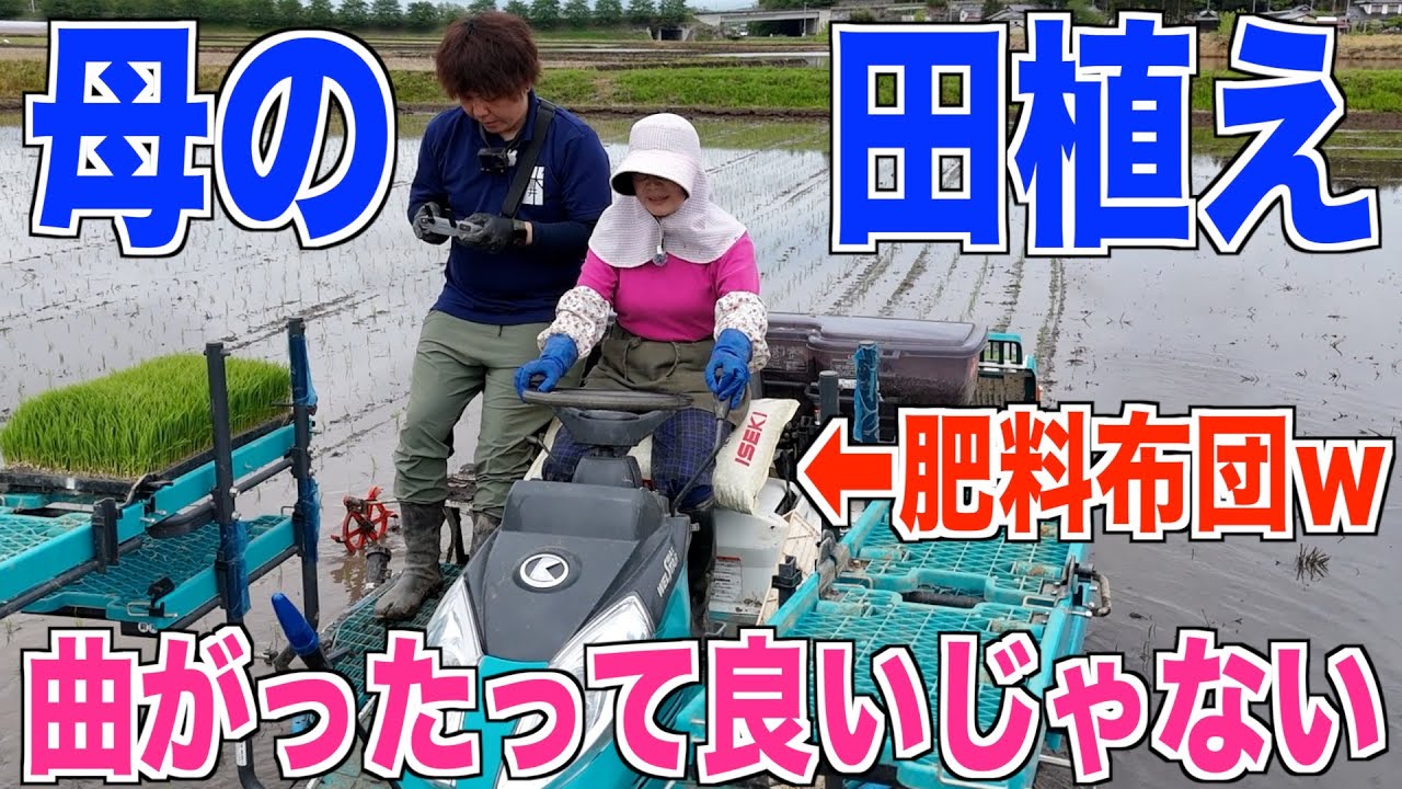 Rice planting] My mother helped me plant rice again this year. I