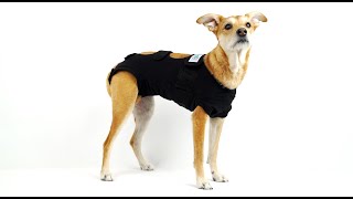 5 Quick Steps To Fit Your Pet In The CALMING Recovery Vest [Calm Paws Products]