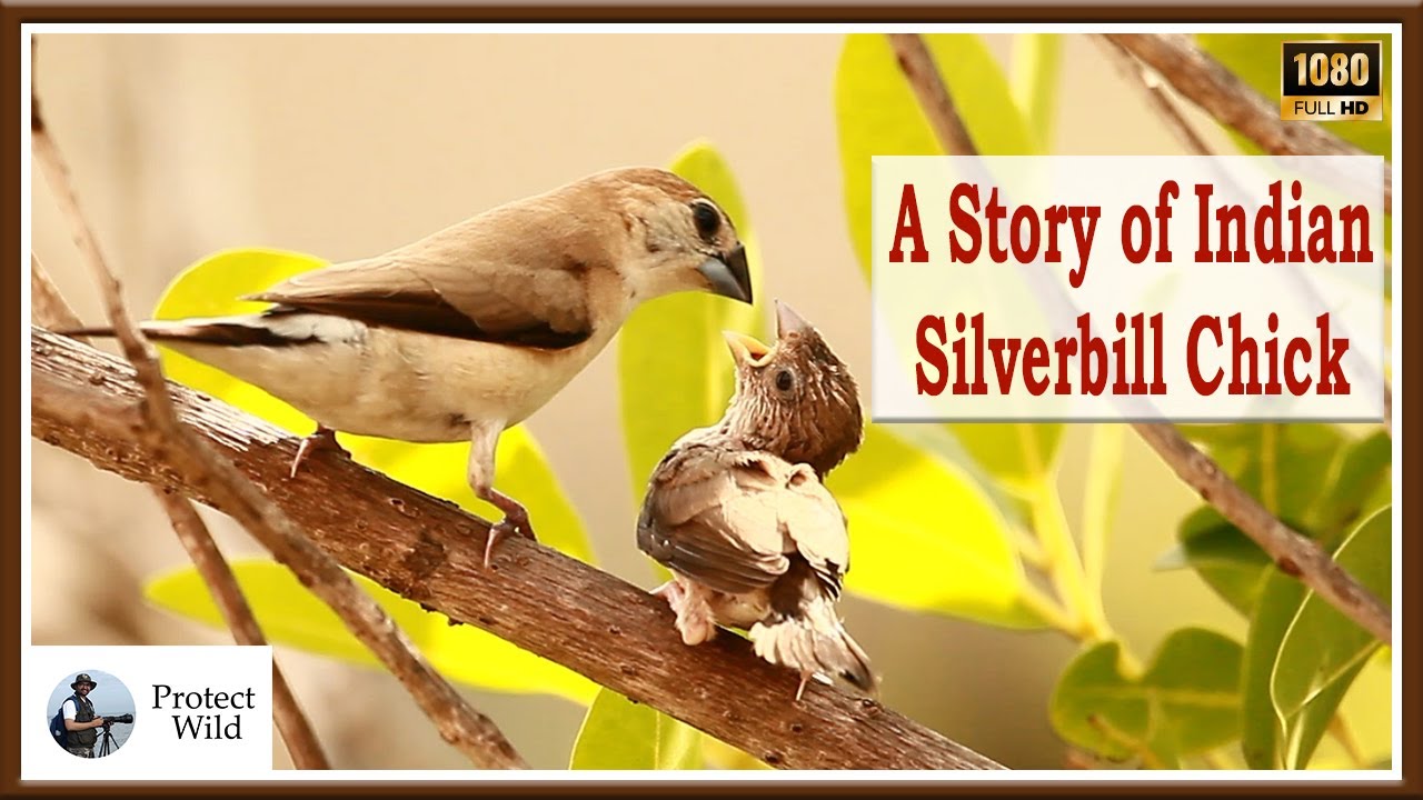 Indian Silverbill chick feeding story (white throated munia)