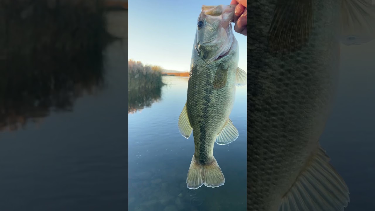 Bass assassin