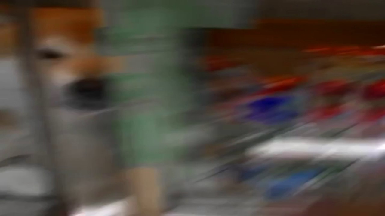 Doggo Youtube