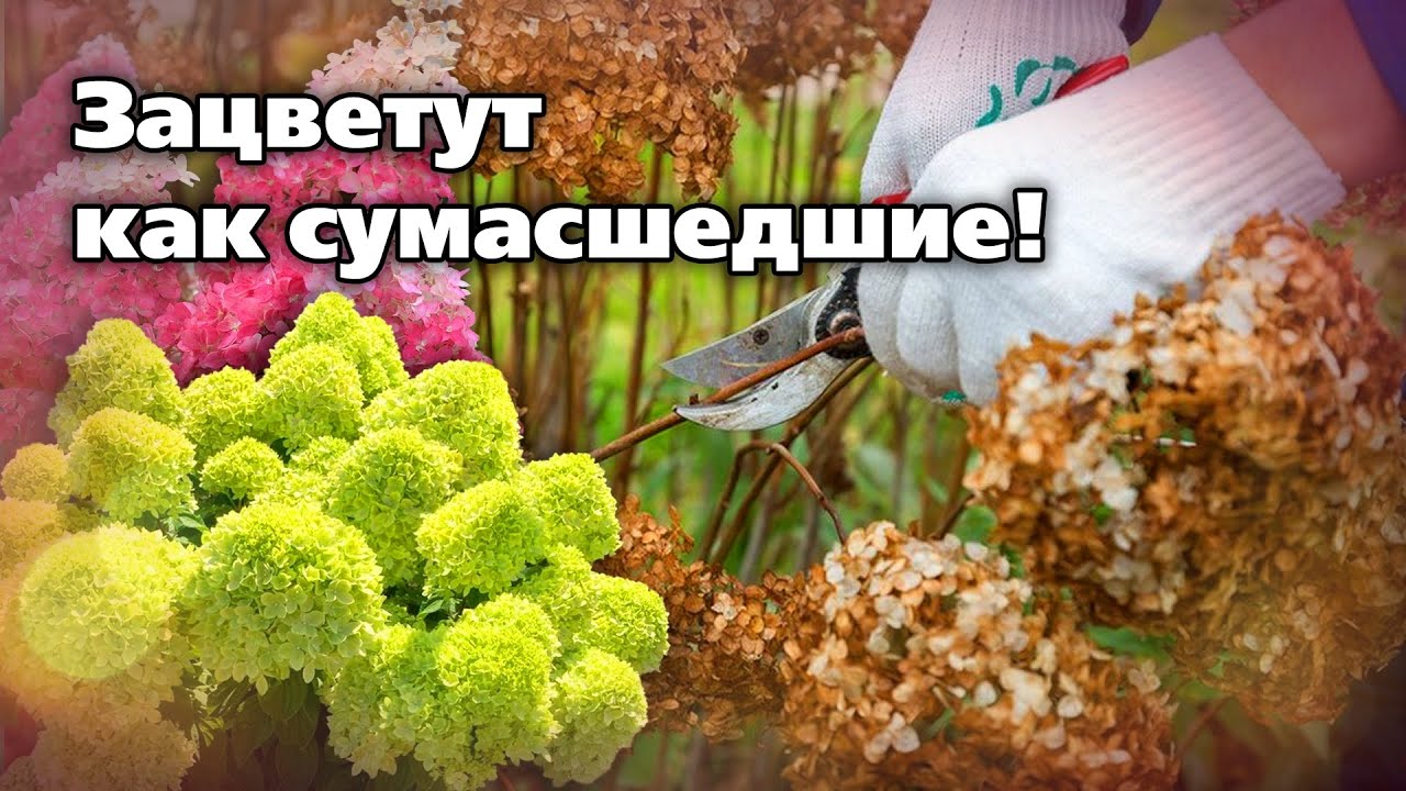 Секреты успешного выращивания и зимовки гортензии в Подмосковье