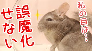 【チンチラ】いつもと違う砂を一瞬で見分けるチンチラが凄すぎる！　砂浴びの砂を比較してみた【Chinchilla】