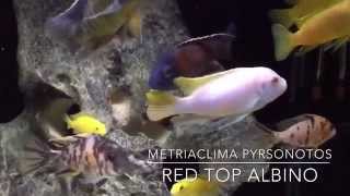 Metriaclima Pyrsonotos Red Top Zebra Albino | Mbuna Cichlid
