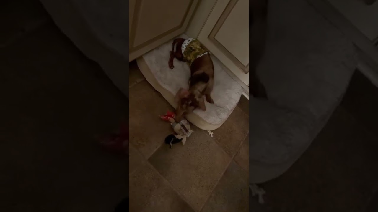 Minnow for adoption from two by two rescue youtube