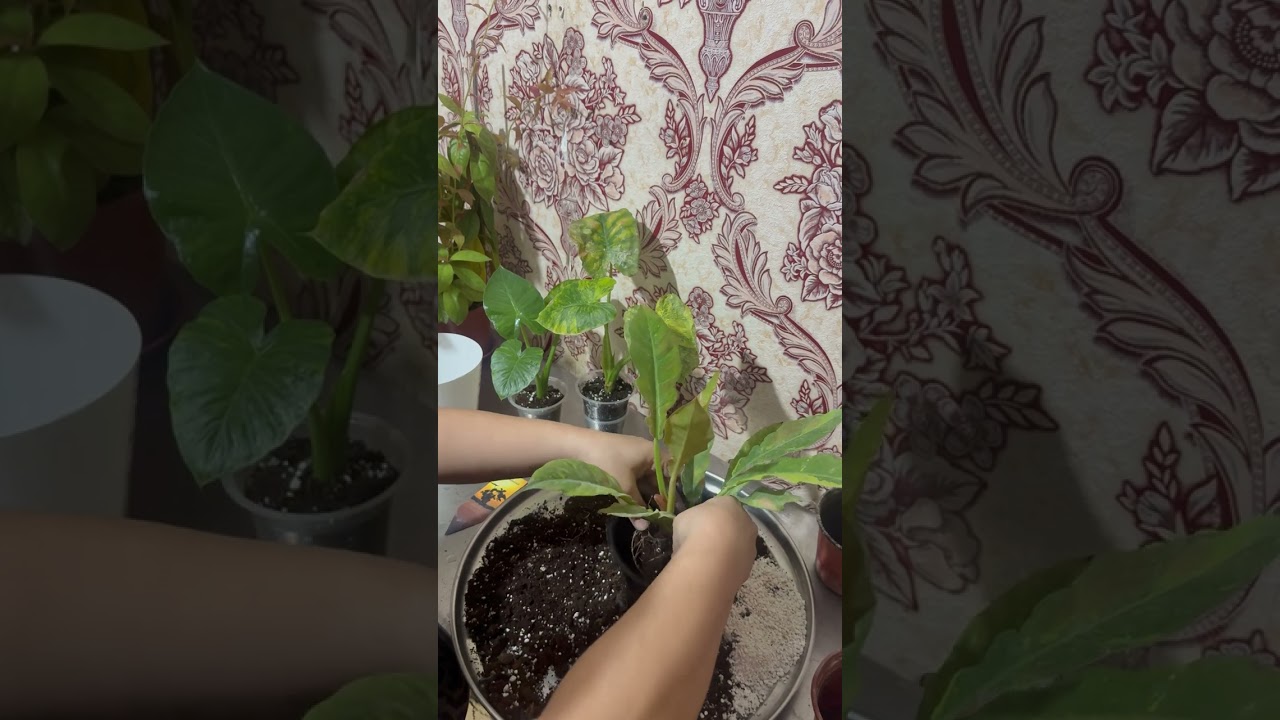 Philodendron Narrow Escape (Jungle Boogie) Yangi tuvakga to’g’ri ko’chirish!