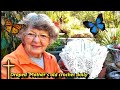 My Draped  Mother's old crochet doily and dollar tree's creation pot. Ga. USA