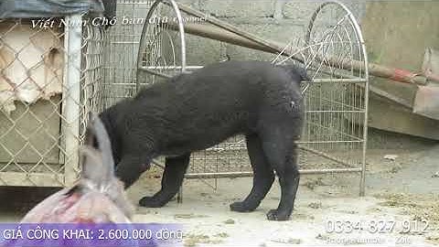 SIÊU PHẨM GIÁ RẺ: Chó H