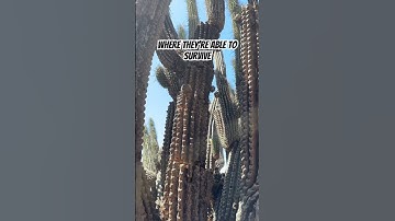 Thumbnail of Some of the oldest cacti in the world live in Chile 🇨🇱 Watch them here 📺🤓