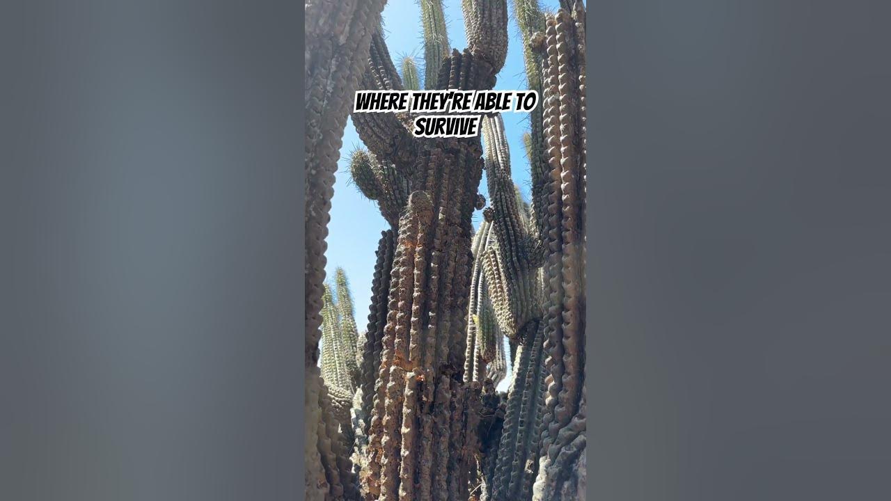 Some of the oldest cacti in the world live in Chile π¨π± Watch them here πΊπ€ Some of the oldest cacti in the world live in Chile π¨π± Watch them here πΊπ€