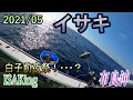 【船釣りイサキ】 5月！イサキはたくさん釣れるはず！？白子が待ちきれなくて！