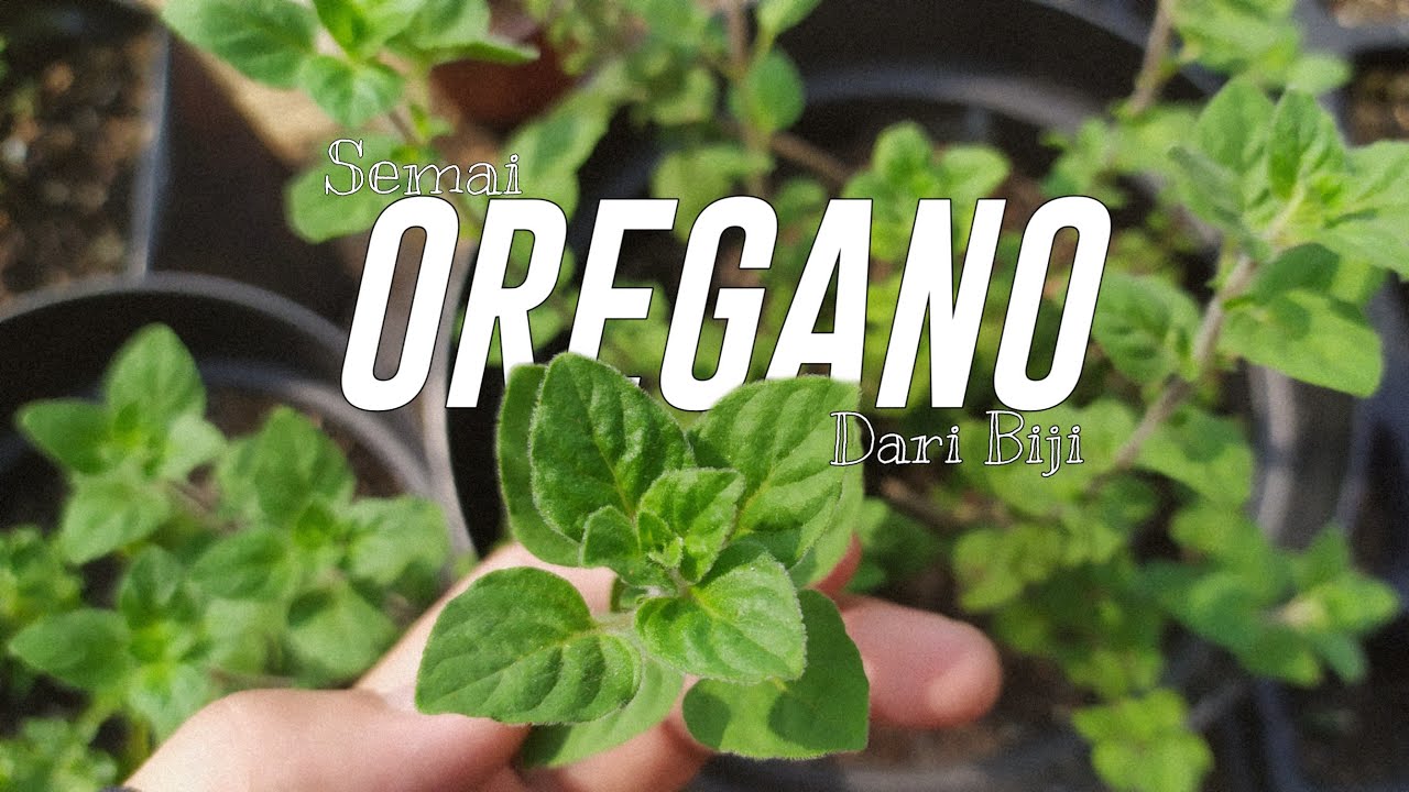 How to germinate Oregano from seed | Cara semai Oregano dari biji 