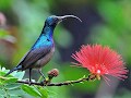 SUARA BURUNG KOLIBRI betina gacor, buat pikat burung jantan.