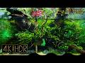 [UHD16:9] Dynamic Driftwood Aquaterrarium｜Fixed 3hours 4K HDR 60fps｜Real Aquarium ｜Untitled