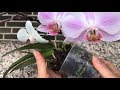 REPOTTING ORCHIDS CORRECTLY