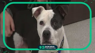 South Jersey's Homeward Bound Pet Adoption Center has $7 pet adoptions this weekend