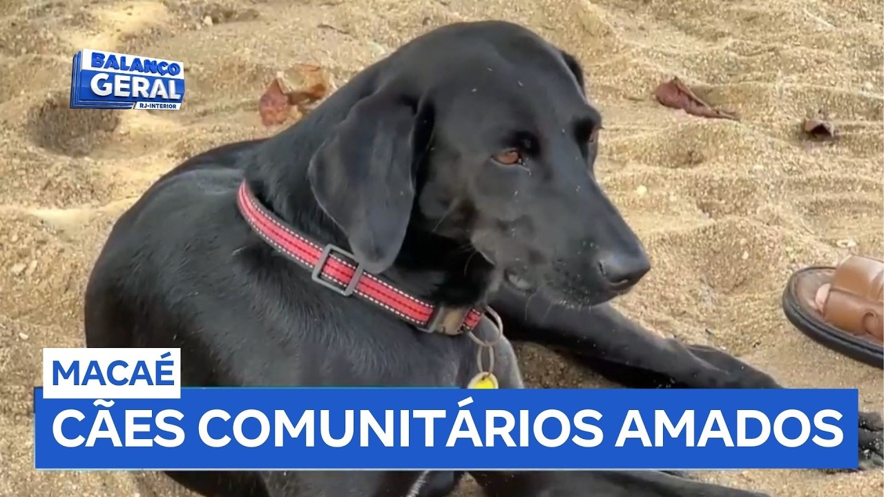 Cães comunitários recebem amor e carinho de moradores de Imbetiba, em Macaé (RJ)