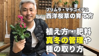 プリムラ マラコイデス 西洋桜草 の育て方 株の選び方や種の取り方 寄せ植えの方法 肥料の頻度など Youtube