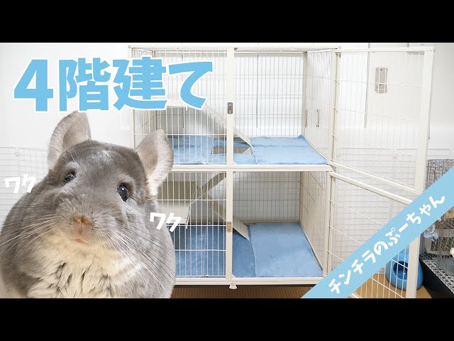 【チンチラ】これは広い！4階建ての大型ケージ！chinchilla cage review (feisty ferret cage)